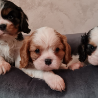 Cavalier King Charles Spaniel