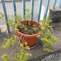 Coppia di lantana montevidensis