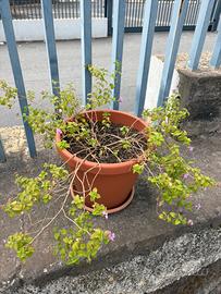 Coppia di lantana montevidensis