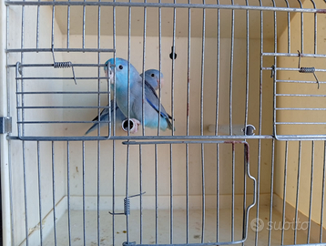 Pappagalli forpus coelestis