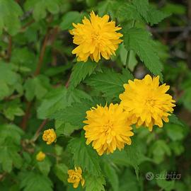 Pianta Kerria japonica 'Pleniflora' a fiore doppio