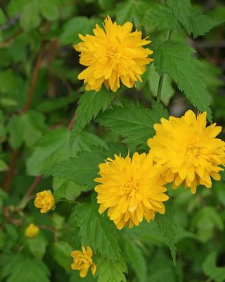 Pianta Kerria japonica 'Pleniflora' a fiore doppio