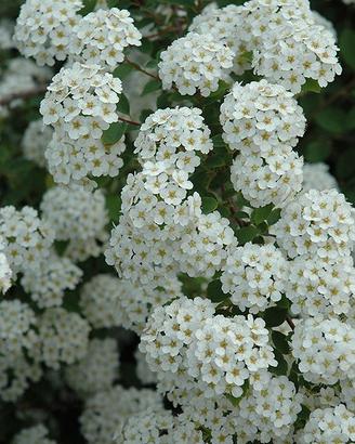 Pianta Spirea Vanhouttei H50 60cm vaso 14