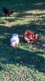 Galline moroseta