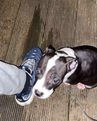 Cucciola
