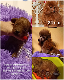 Barboncino Toy Red pedigree ENCI