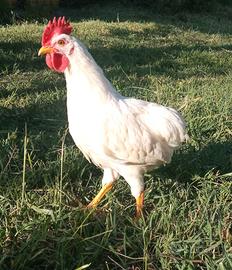 Gallo ibrido di araucana x livornese