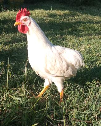 Gallo ibrido di araucana x livornese