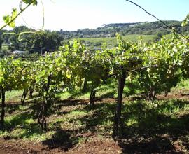 Terreno panoramico con vigna al parco del Tuscolo