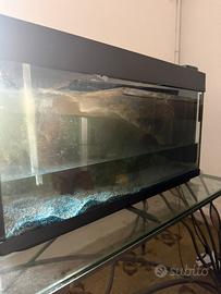 Acquario