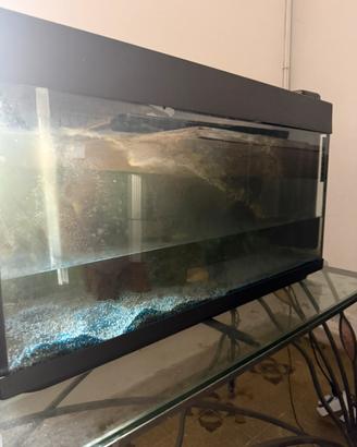 Acquario