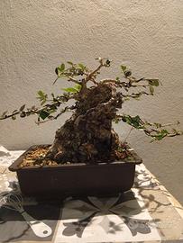 bonsai di olivastro shohin 