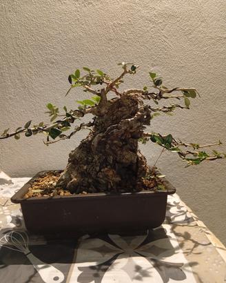 bonsai di olivastro shohin 