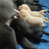 Cuccioli di labrador retriever