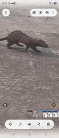 Furetti 5 mesi