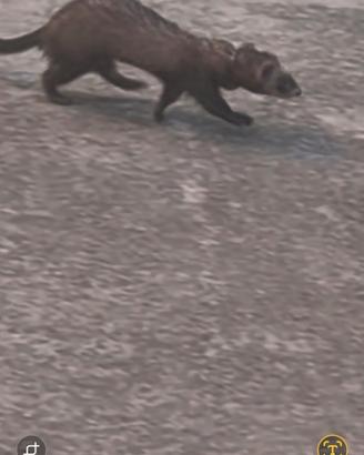 Furetti 5 mesi