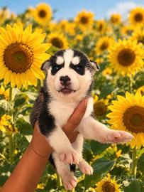Siberian husky con pedigree enci