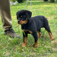 Cuccioli con Pedigree Rottweiler