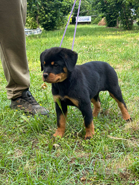 Cuccioli con Pedigree Rottweiler