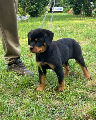 Cuccioli con Pedigree Rottweiler