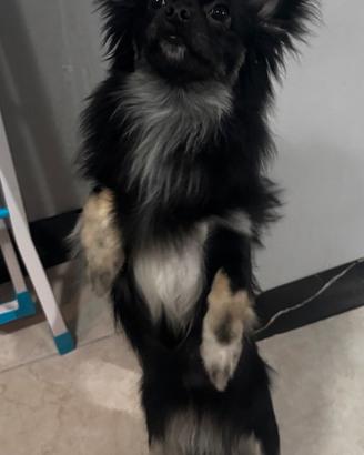 Chihuahua per monta