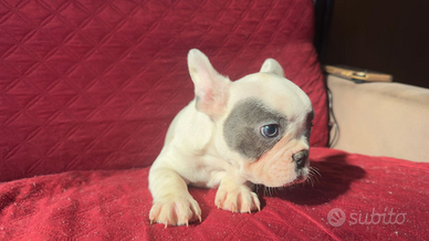Bulldog francese