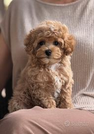 Cucciolo Maltipoo toy albicocca