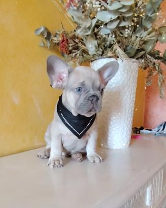 Bulldog francese maschietti