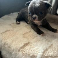 Chihuahua pelo lungo