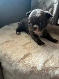 Chihuahua pelo lungo