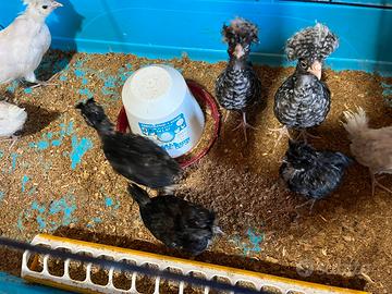 Galline padovane