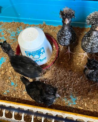 Galline padovane