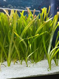 Pianta Vallisneria