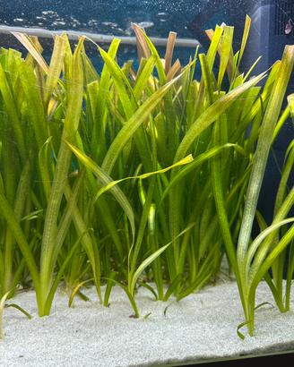 Pianta Vallisneria