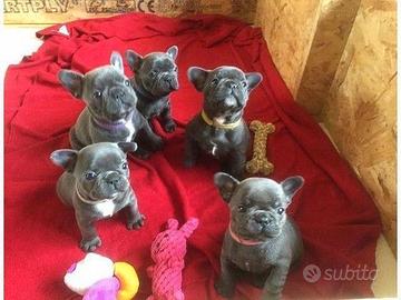 French bouledogue & bulldog -