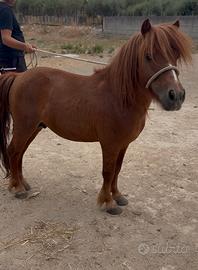 Pony