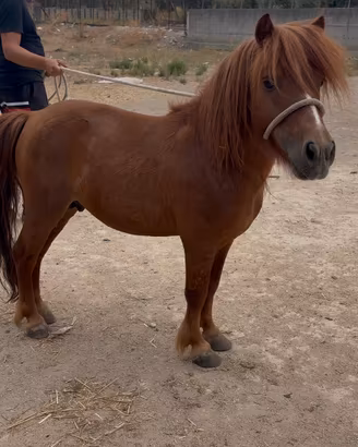 Pony