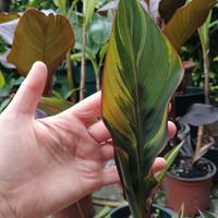 piante canna Russian Red, thai rainbow, Wolfs 