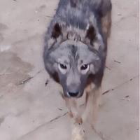 Husky agouti