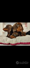 Cuccioli di bassotto con pedigree ENCI