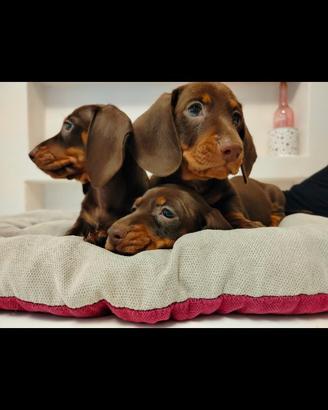 Cuccioli di bassotto con pedigree ENCI