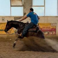 Quarter Horse 4 anni maschio