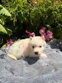 Siberian Husky con pedigree Enci