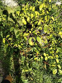 pianta di prunus con vaso h. circa 1metro 