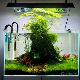 Piante varie per acquario