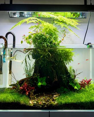 Piante varie per acquario