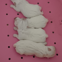 West highland white terrier con pedigree enci