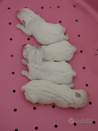 West highland white terrier con pedigree enci