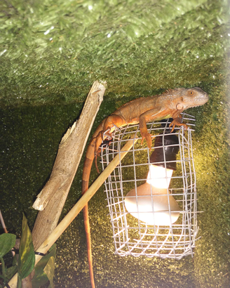 Iguana