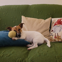 Jack Russell toy - Max